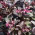 Weigela kwitnąca victoria (victoria): zdjęcie, opis, recenzje, mrozoodporność