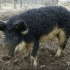 Węgierska mangalica puchowa: recenzje + zdjęcia