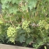 Winogrona blagovest