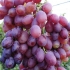 Winogronowy kiszmish promienny