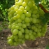 Winogrona lancelot