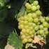 Winogrona muscat białe