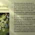 Winogrona riesling ren - opis i charakterystyka odmiany