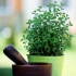 Uprawa oregano (oregano) z nasion w domu